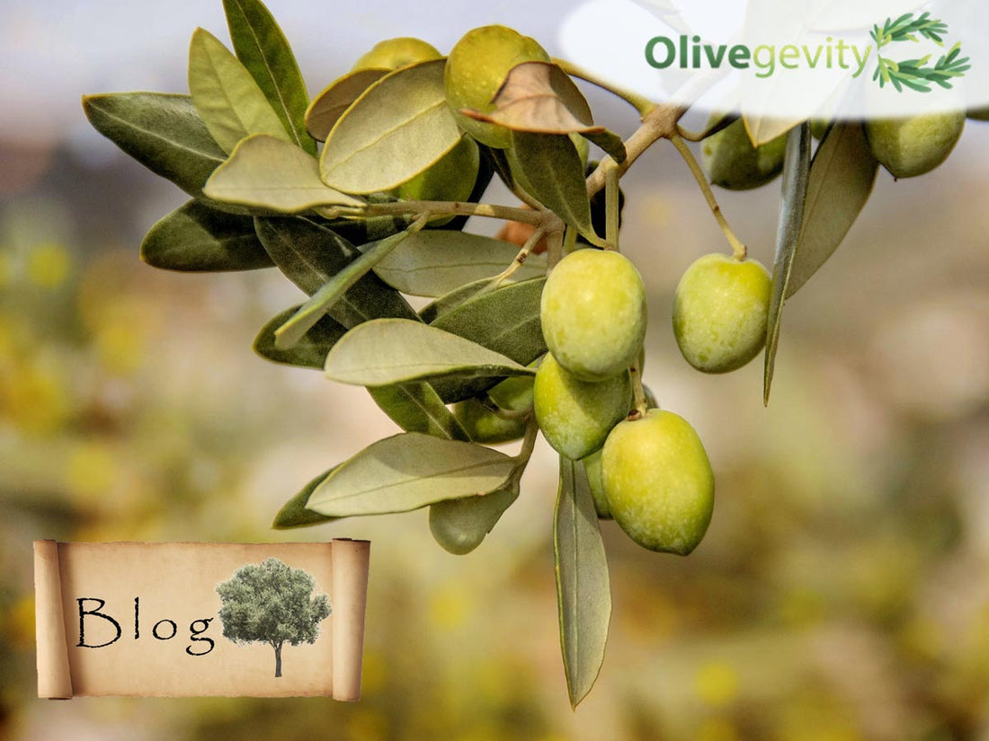 olives nutritional facts