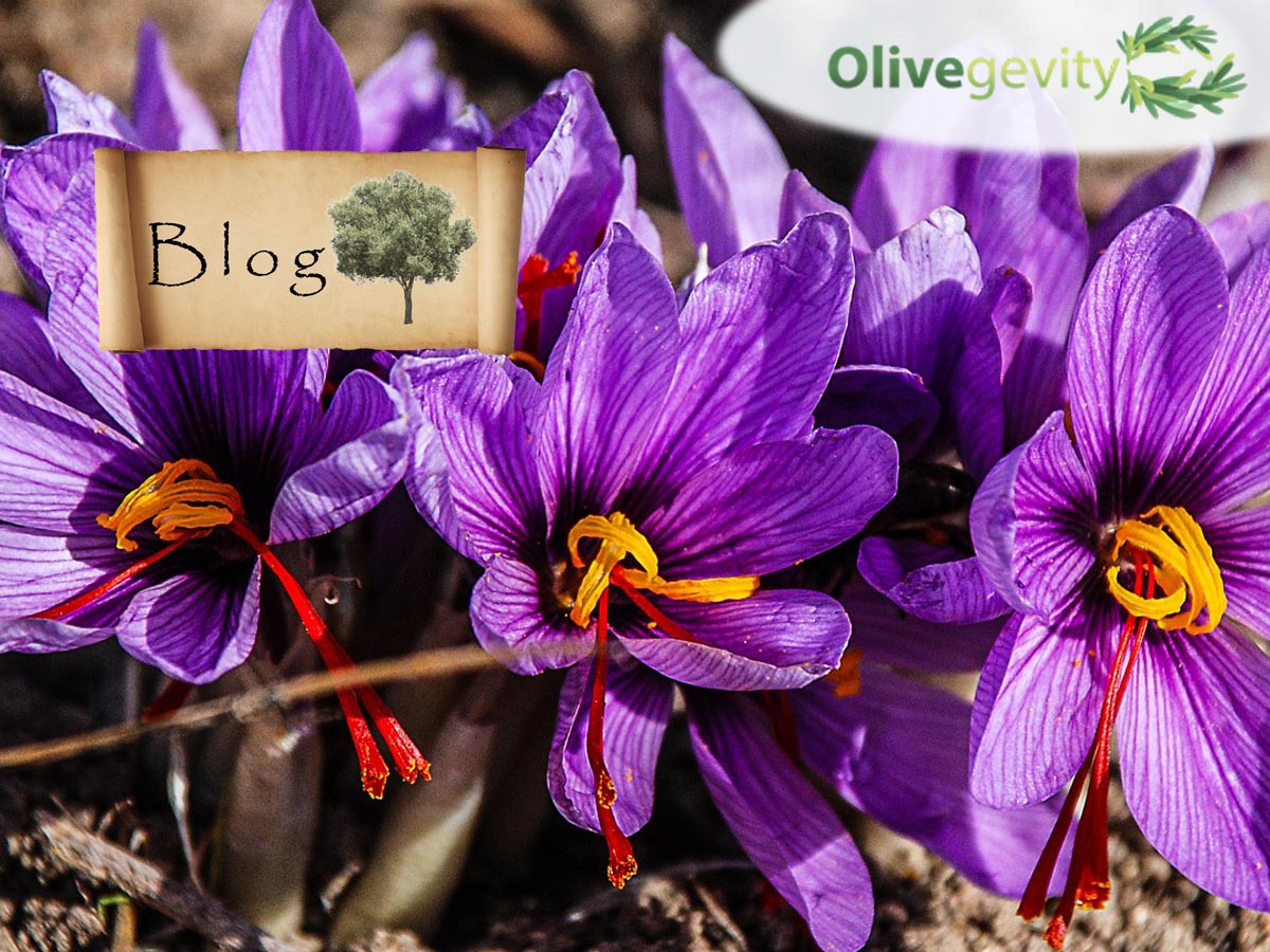 福本吉秀【saffron】45/70 SAFFRONiQ Pure Ground (30-Day Premium Saffron Supply)