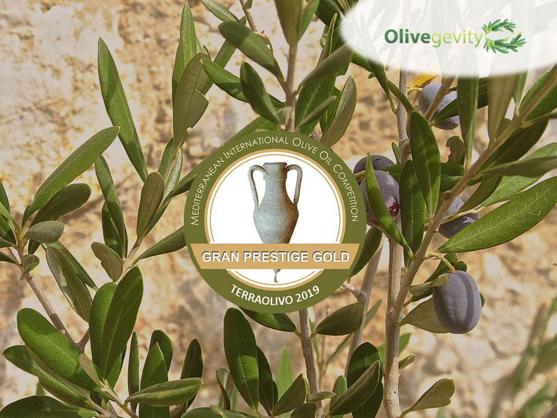 TERRAOLIVO-2019
