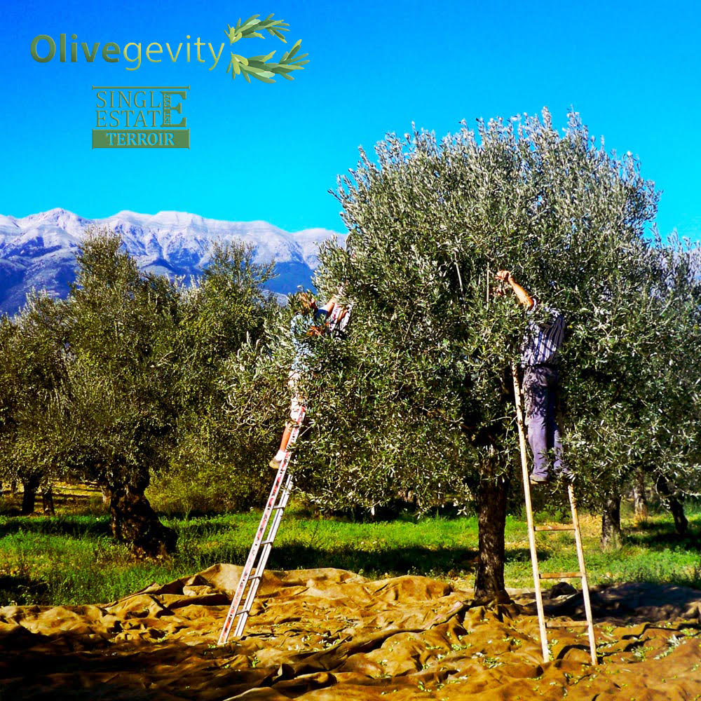 Video of Olivegevity