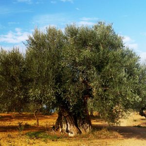 Olive Farm Image 1