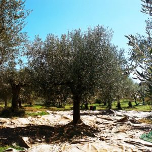 Olive Farm Image 3