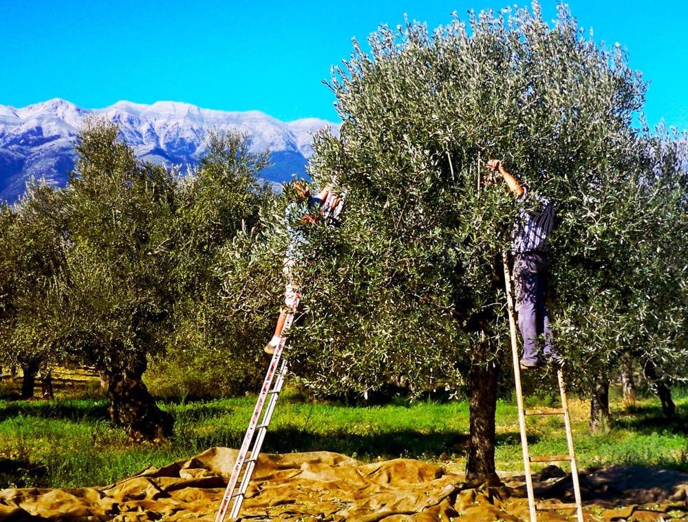 Olive Farm Footer